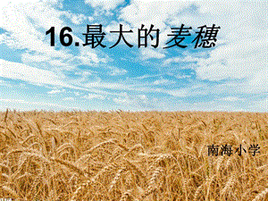 最大的麦穗PPT课件90（陈月）.ppt