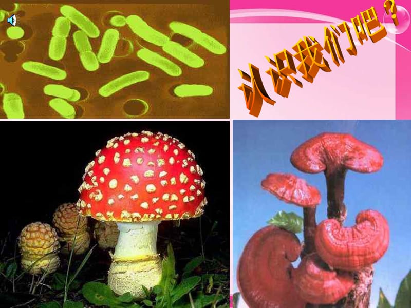 人教版生物八上第一节《细菌和真菌在自然界中的作用》ppt课件.ppt_第2页