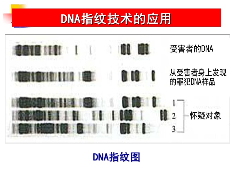 2.3遗传信息的携带者-核酸课件邓飞.ppt_第3页