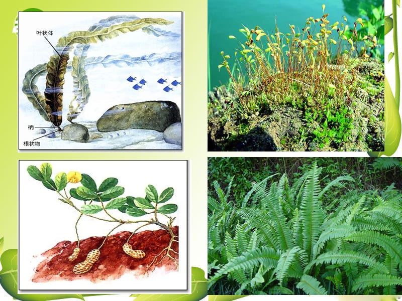 藻类，苔藓和蕨类植物.ppt_第2页