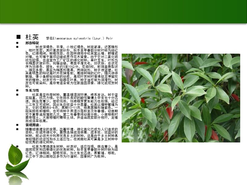 园林植物学10种植物.ppt_第2页