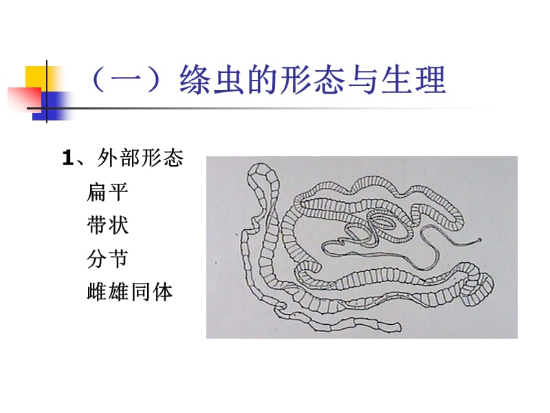 《动物寄生虫病是学》许金俊-第二章：蠕虫病-绦虫病.ppt_第3页