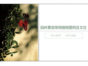 (精品)园林景观常呢用植物图例及文注.ppt