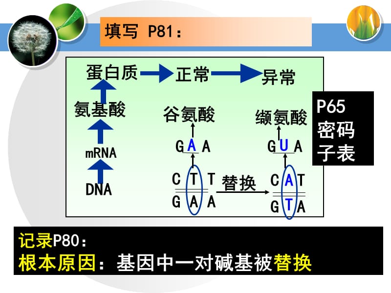 生物课件——基因突变和基因重组.ppt_第3页