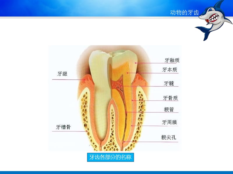 《动物的牙齿》ppt课件.ppt_第3页