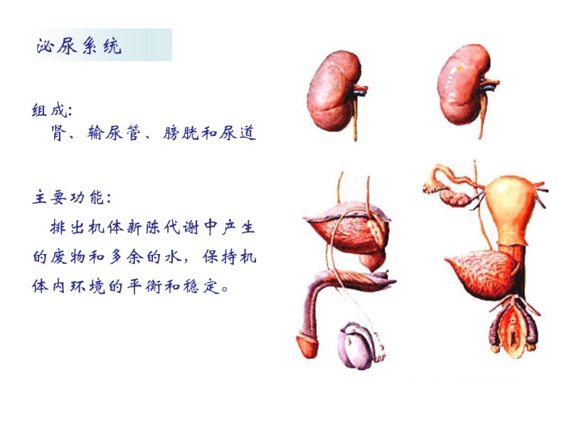 人体科学概论-泌尿系统PPT课件.ppt_第2页