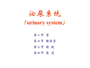 人体科学概论-泌尿系统PPT课件.ppt