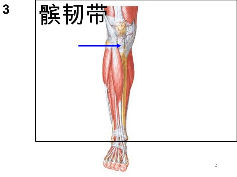 人体解剖图片PPT课件.ppt_第2页