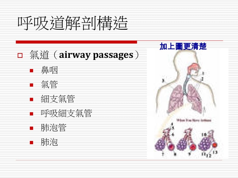 呼吸道解剖构造PPT课件.ppt_第1页