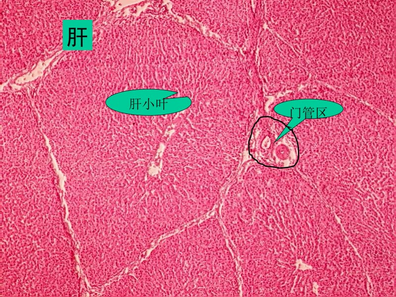 消化（全图片）PPT课件.ppt_第2页