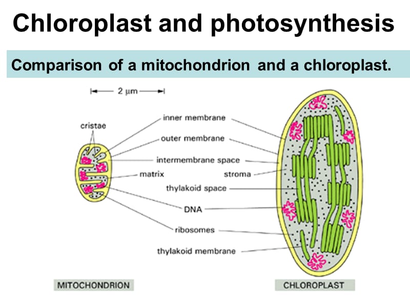 2019费晓方《细胞生物学》07chapter5ii energy generation in mitochondria and chloroplasts.ppt_第1页