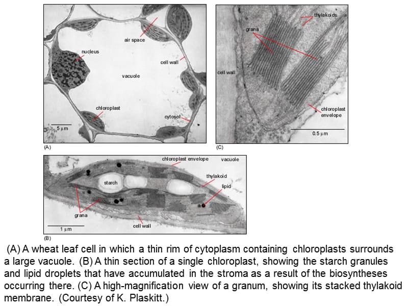 2019费晓方《细胞生物学》07chapter5ii energy generation in mitochondria and chloroplasts.ppt_第3页