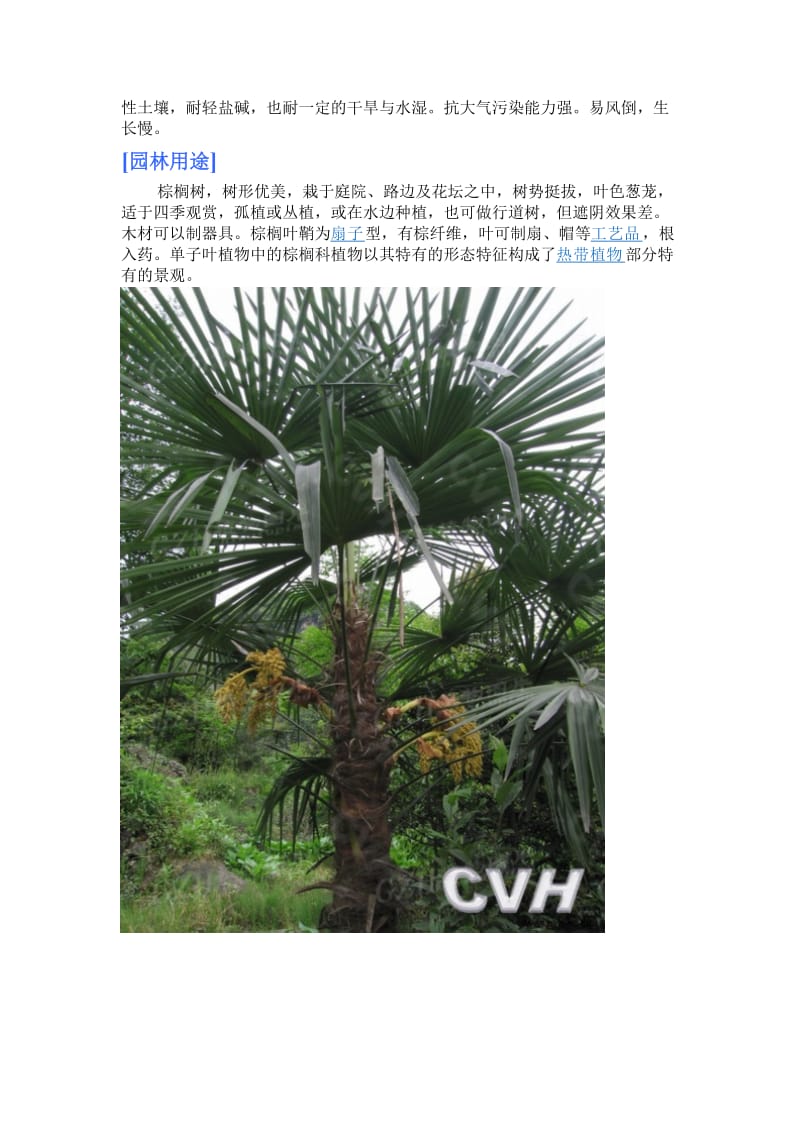 中国园林植物彩色应用图谱乔木卷之棕榈类1.doc_第2页