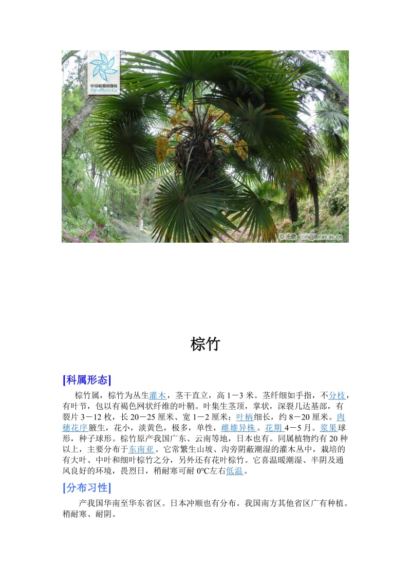 中国园林植物彩色应用图谱乔木卷之棕榈类1.doc_第3页