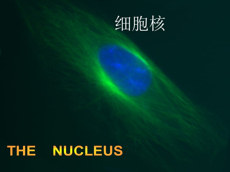 大学生物9细胞核.ppt_第1页