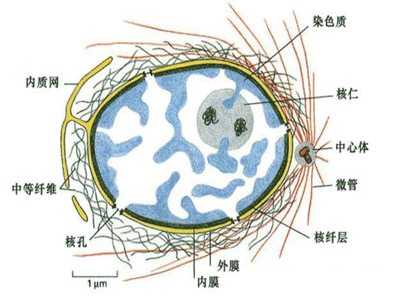 大学生物9细胞核.ppt_第3页