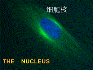 大学生物9细胞核.ppt