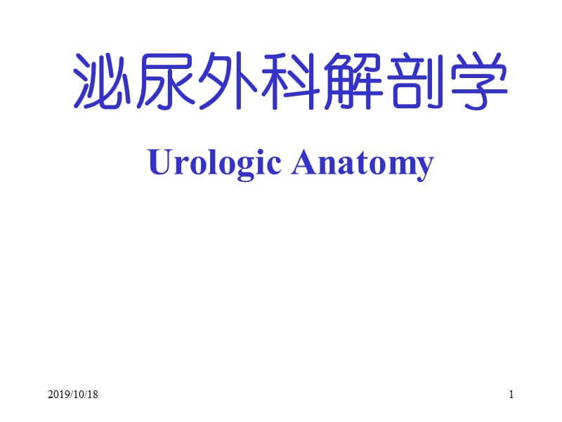 泌尿外科解剖学.ppt_第1页