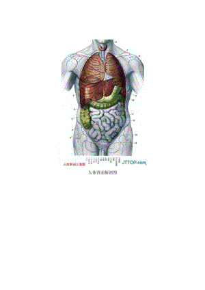 人体背面解剖图.doc