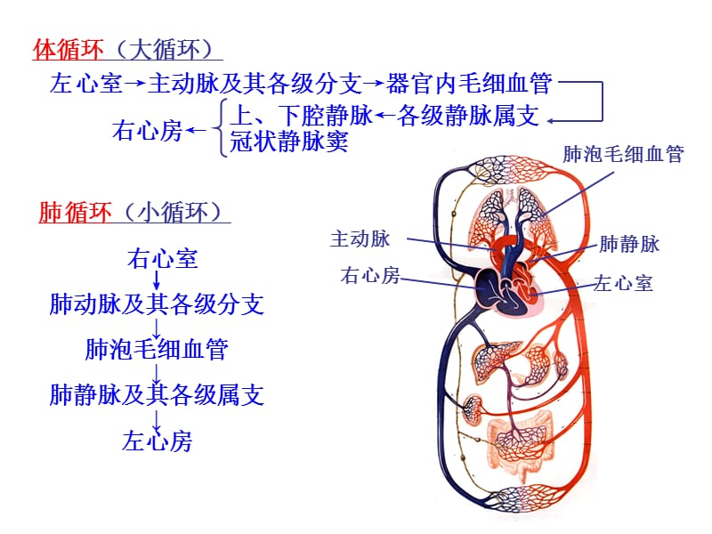 血液循环第一节概述第二呢节血管.ppt_第3页