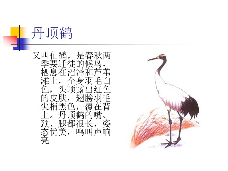 安徽常见鸟类图谱.ppt_第2页