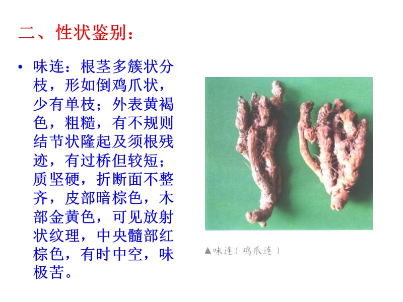 药用植物学与生药学黄连.ppt_第3页