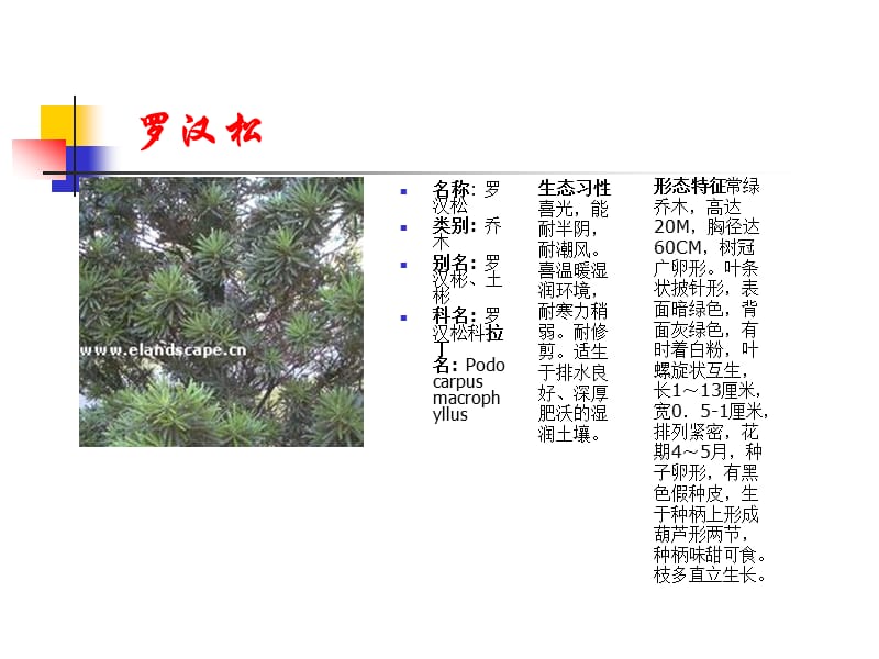 常用园林植物87种乔灌木.ppt_第3页