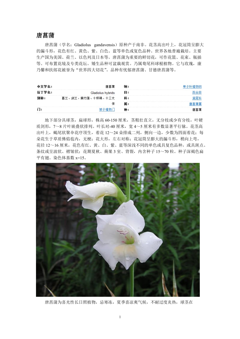 几种漂亮的花卉植物.doc_第1页