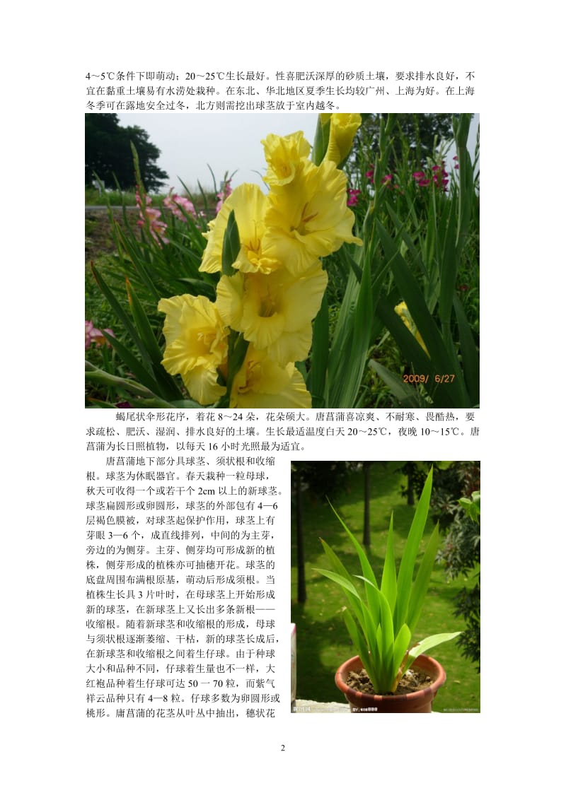 几种漂亮的花卉植物.doc_第2页