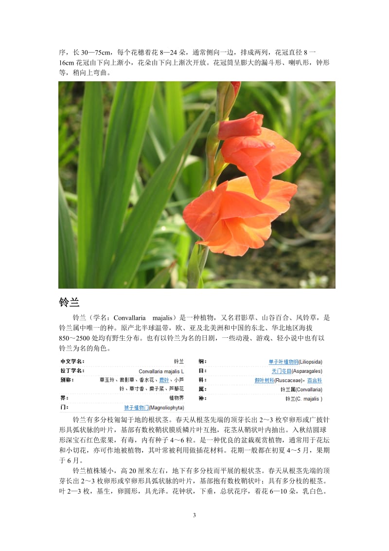 几种漂亮的花卉植物.doc_第3页