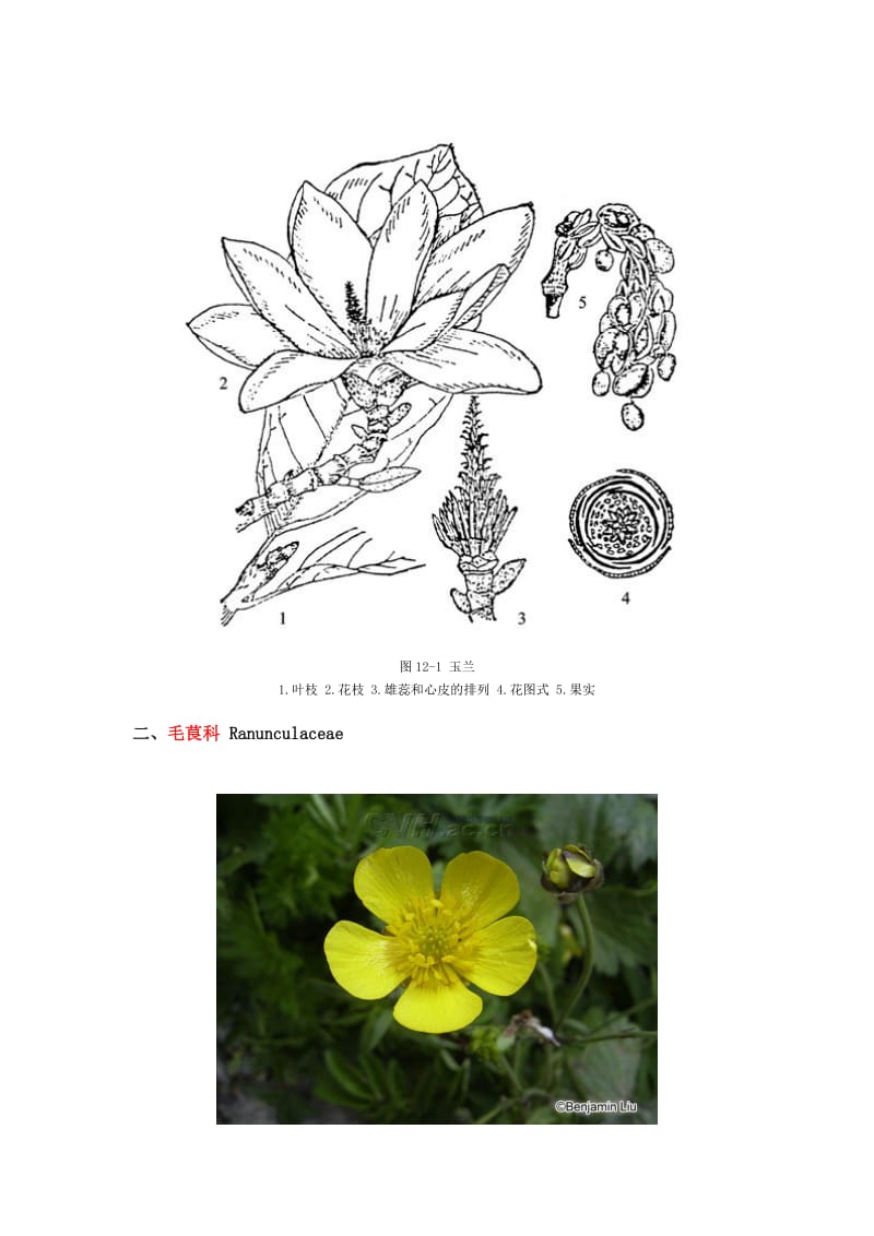 植物科属花公式花图式.doc_第2页