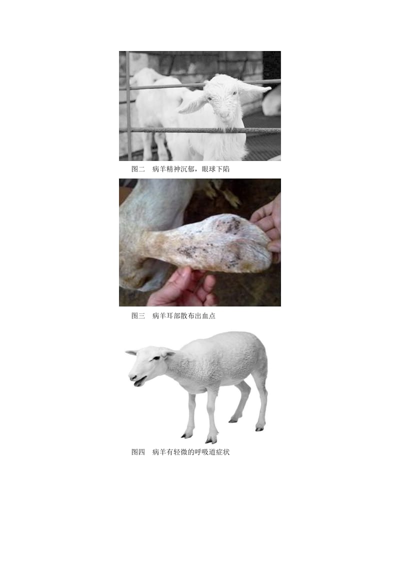 牛羊血虫病的机理及防治金绿系列.doc_第3页