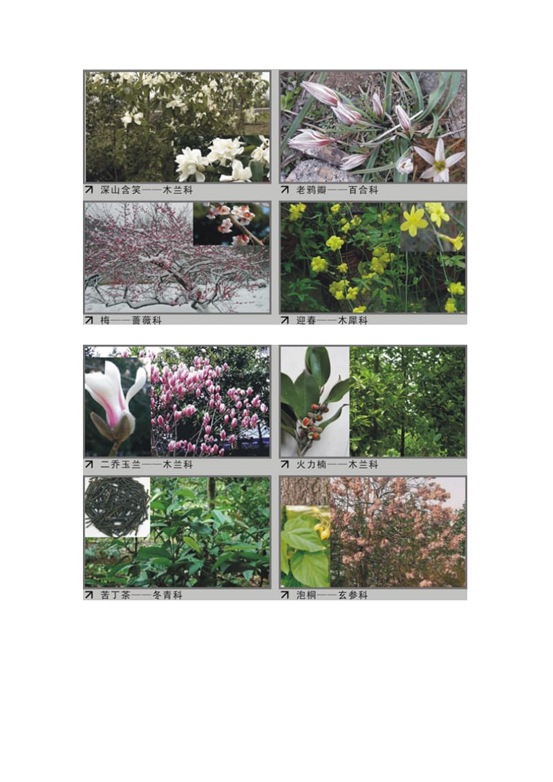 植物识别景观设计师必看.doc_第2页