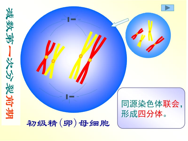 减数分裂和有丝分裂的区别与联系.ppt_第2页