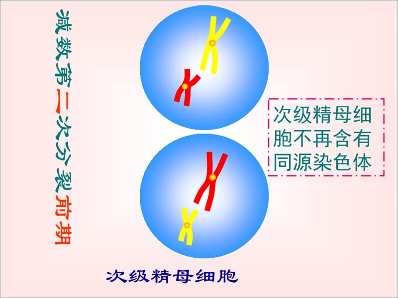 减数分裂和有丝分裂的区别与联系.ppt_第3页