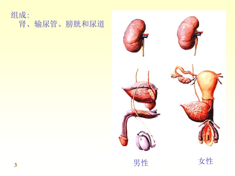 人体系统解剖教程7-内脏学-泌尿系统.ppt_第3页