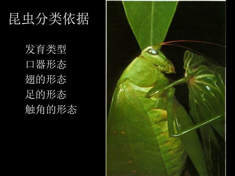 动物学实验七-昆虫的分类依据 (2).ppt_第1页