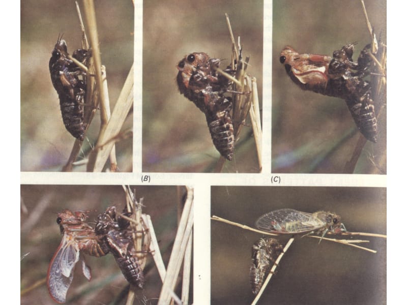 动物学实验七-昆虫的分类依据 (2).ppt_第2页