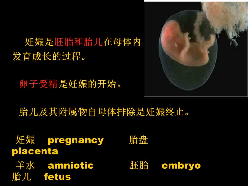 妊娠生理妊娠诊断.ppt_第3页