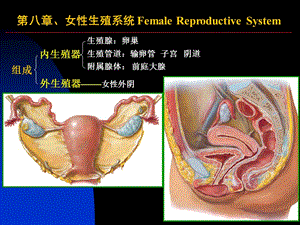 女性生殖系统和腹膜.ppt