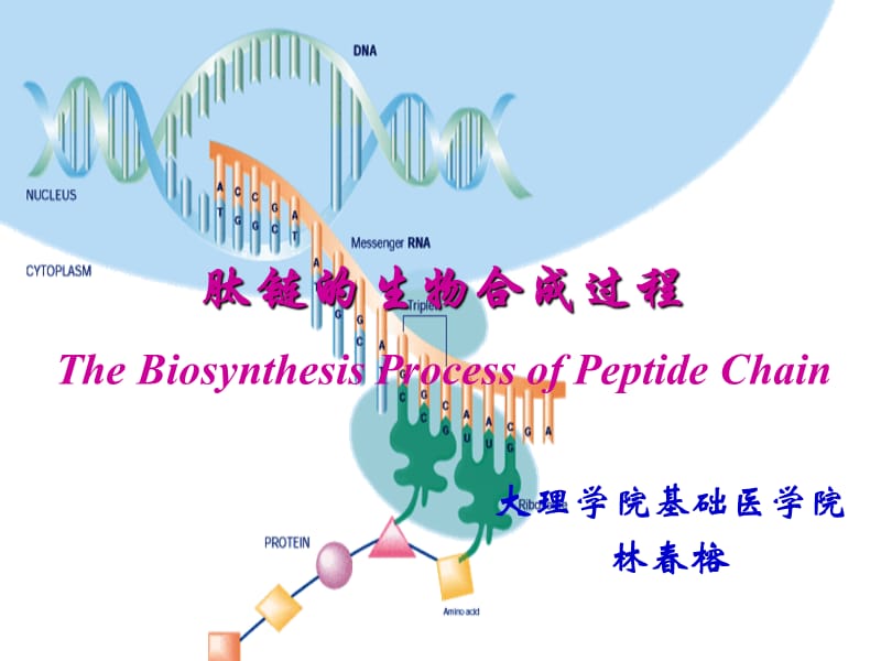 第12章3节肽链的生物合成过程.ppt_第1页