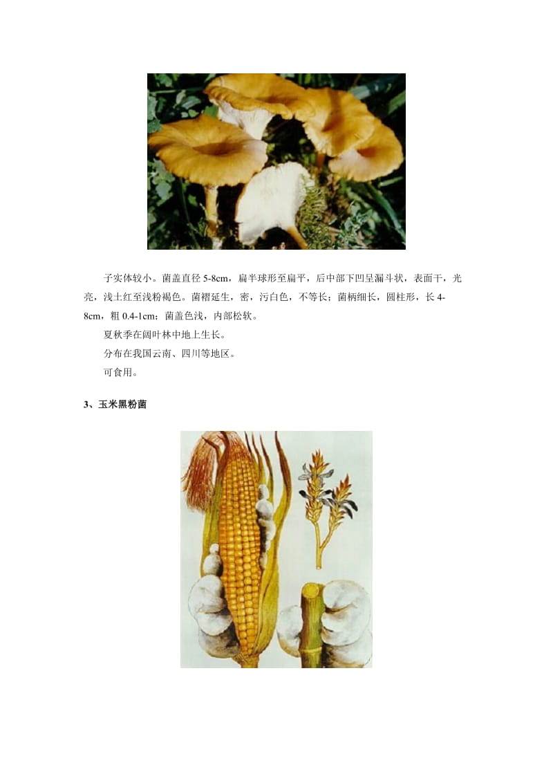 食用蘑菇的种类介绍.doc_第2页