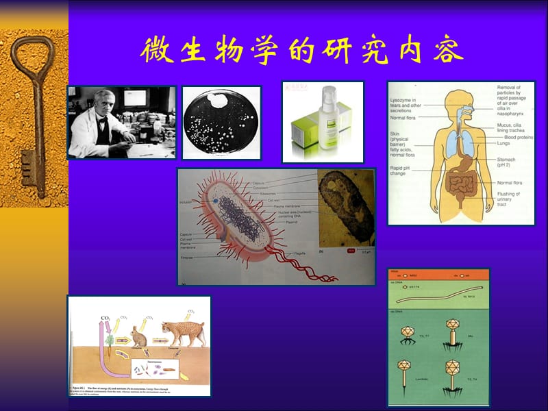 微生物的纯培养与显微技术.ppt_第2页