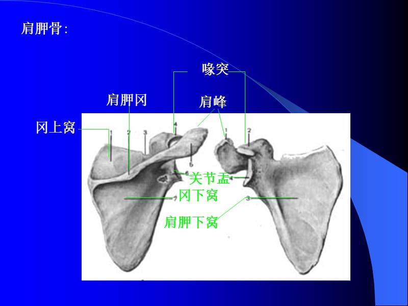 骨骼影像诊断-肩关节创伤MRI-林0条9.10.ppt_第2页
