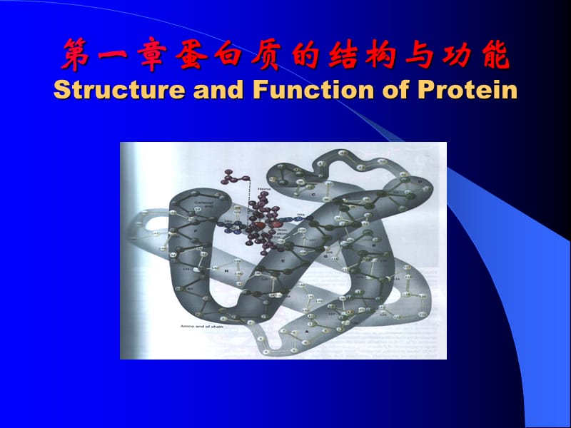 生物化学第一章蛋白质.ppt_第1页