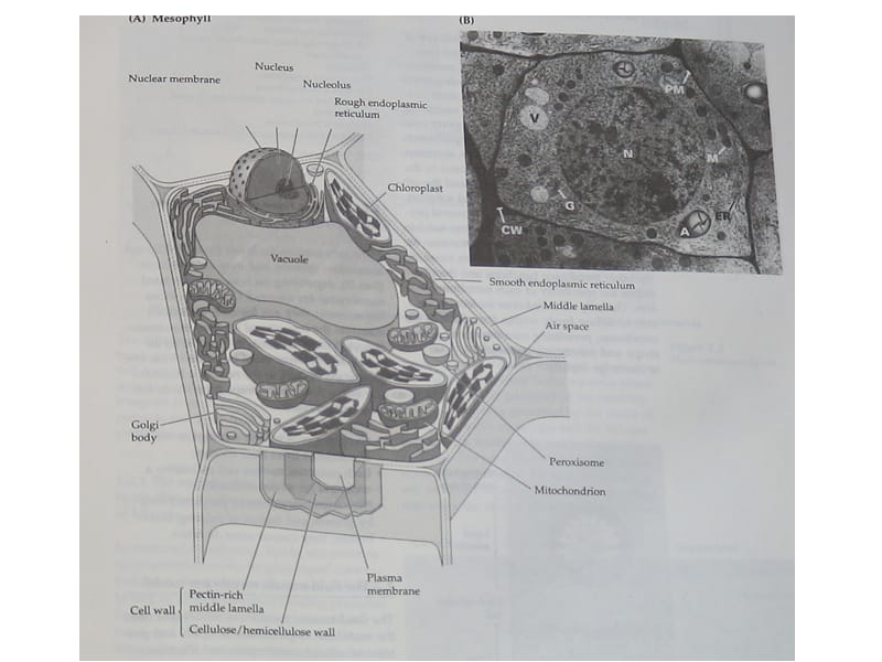 高级植物生理学课件第一章细胞及细胞壁.ppt_第3页