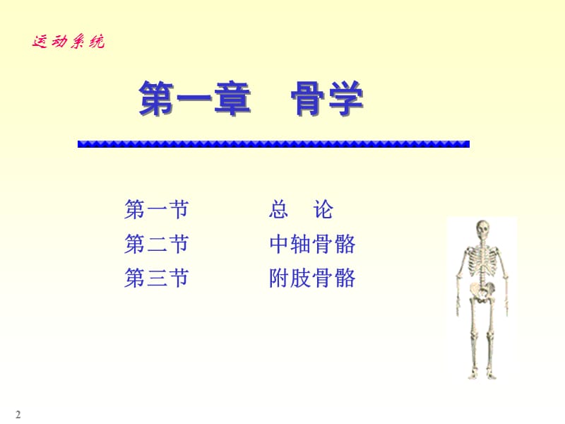 辽宁医学院临床解剖chapter01骨学.ppt_第2页