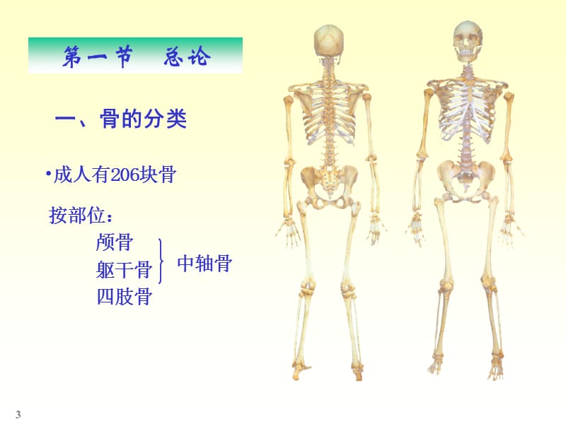 辽宁医学院临床解剖chapter01骨学.ppt_第3页