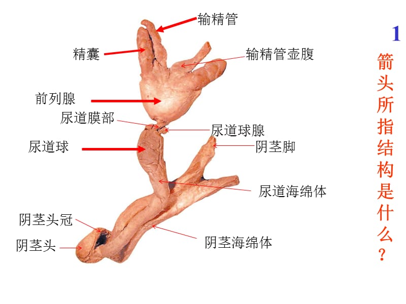 系统解剖学实验考试题全集ppt课件.ppt_第1页