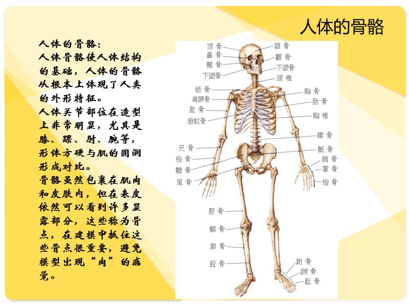 骨骼与肌肉人体解剖生理学.ppt_第2页
